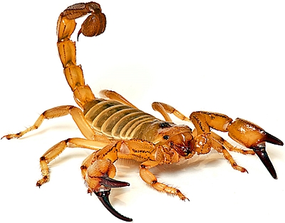 Alacran HD