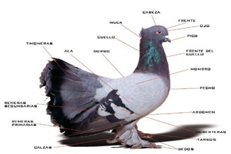 Toxólogia de las Palomas