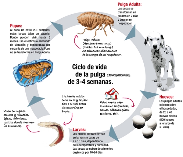 CICLO BIOLOGICO DE LAS PULGAS