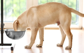 Dosificar comida para mascotas
