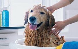 Bañar las mascotas evita pulgas y garrapatas